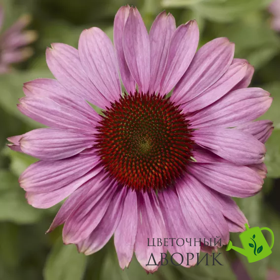 Эхинацея Prairie Splendor Compact Rose PrairieSplendorCompactRose фото