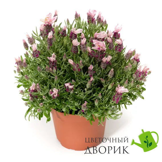 Лаванда Castilliano 2.0 Rose pro-lavcas20rosimp-1000 фото
