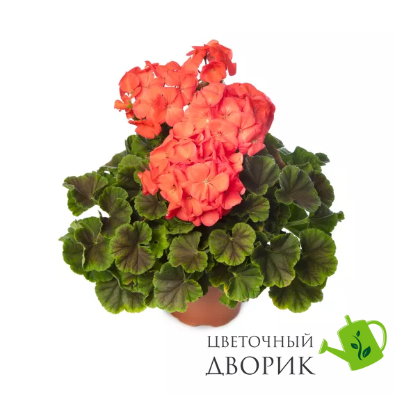 Пеларгония Horizon Shadow F1 Coral  pro-HorizonShadowCoral-1000 фото