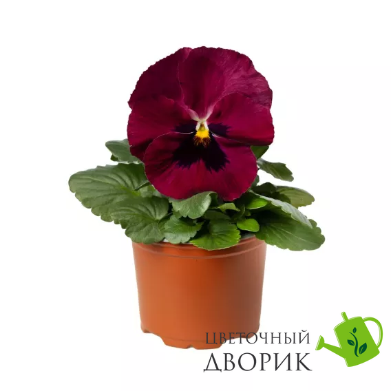 Виола Delta Pro F1 Red with Blotch DeltaProRedwithBlotch фото