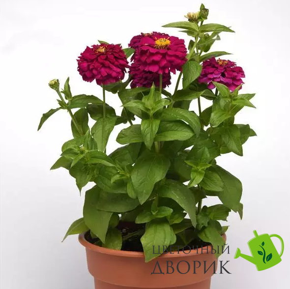 Циннія Zesty Purple pro-ZestyPurple-1000 фото