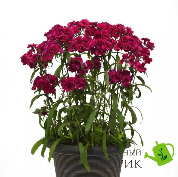 Гвоздика Dynasty Purple pro-gvodynpurnew202-500 фото