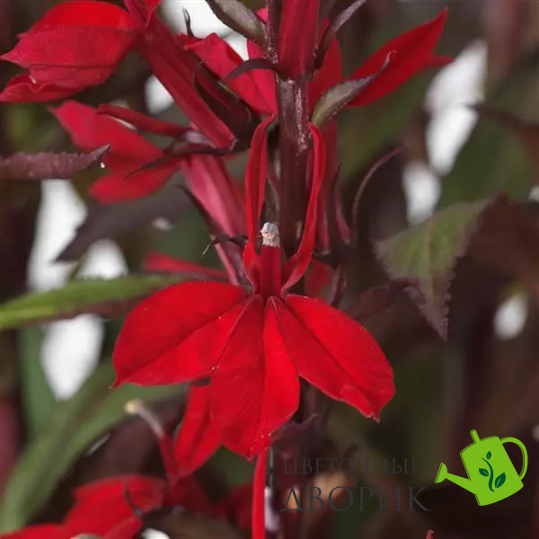 Лобелія Starship F1 Scarlet pro-StarshipScarlet-500 фото