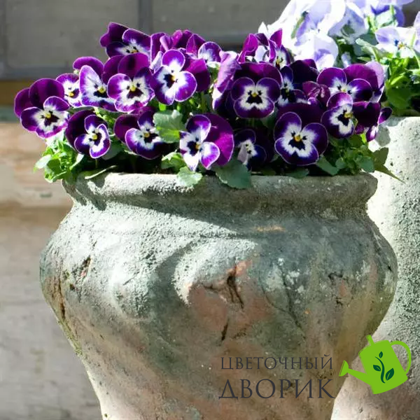 Віола Sorbet XP Purple Face pro-SorbetXPPurpleFace-1000 фото