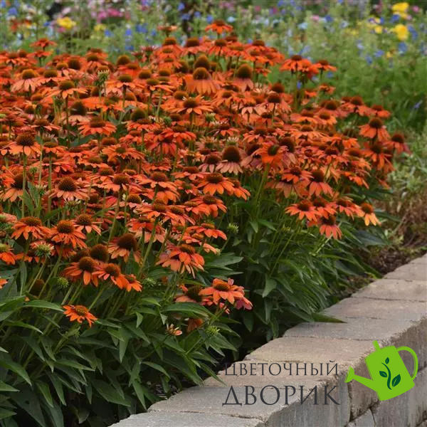 Эхинацея Artisan Soft Orange pro-ekhartsofora-100 фото