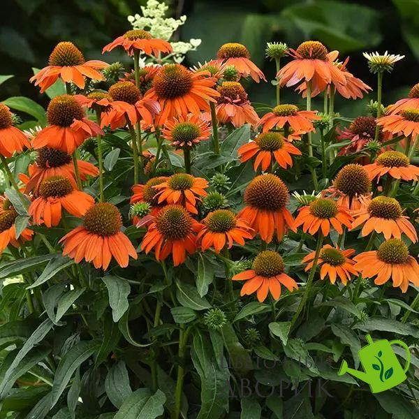 Эхинацея Artisan Soft Orange pro-ekhartsofora-100 фото