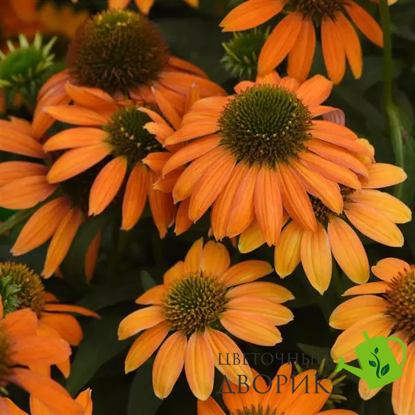 Эхинацея Artisan Soft Orange pro-ekhartsofora-100 фото