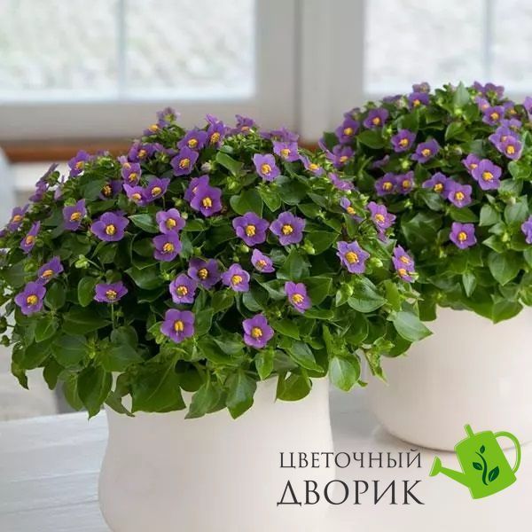 Фиалка персидская Royal Dane Deep Blue RoyalDaneDeepBlue-5 фото