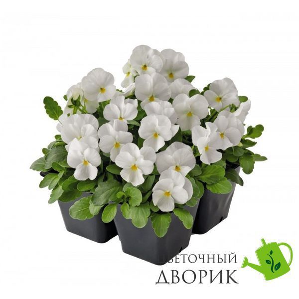 Віола рогата Admire F1 White pro-AdmireWhite-1000 фото