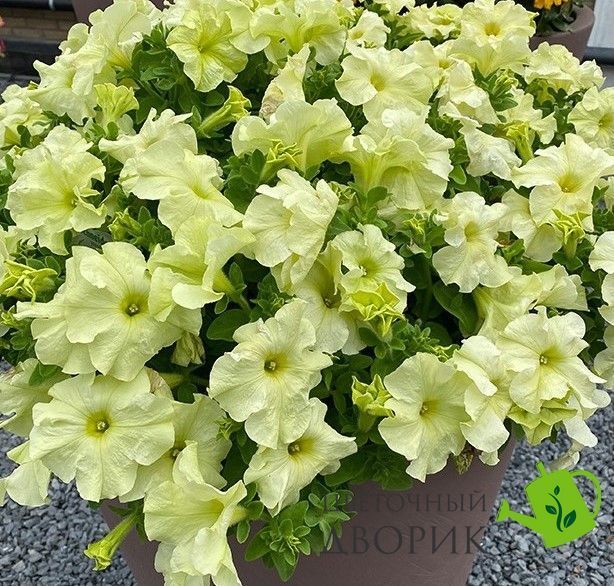 Петунія Limbo F1 Yellow lime LimboYellowlime фото