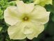 Петунія Limbo F1 Yellow lime LimboYellowlime фото 1