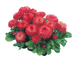 Маргаритка Habanera Red HabaneraRed фото 1