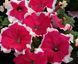 Петуния Limbo F1 Rose Picotee pro-LimboRosPic-1000dr фото 2