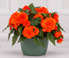 Бегония Nonstop Joy F1 Orange NonstopJoyOrange фото 1
