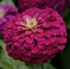Циннія Zesty Purple pro-ZestyPurple-1000 фото 1