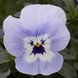 Віола Freefall F1 Marina pro-FreefallMarina-1000seed фото 1