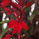 Лобелія Starship F1 Scarlet pro-StarshipScarlet-500 фото 2