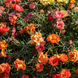 Портулак великоквітковий Sundial Peach Mix  pro-SundialPeachMix-1000s фото 2