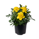 Тагетес Cresta Yellow CrestaYellow фото 2