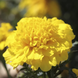 Тагетес Cresta Yellow CrestaYellow фото 1