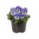 Вiола рогатая Penny Pro F1 Blue Marina  PennyProBlueMarina-10 фото 2