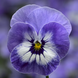 Вiола рогатая Penny Pro F1 Blue Marina  PennyProBlueMarina-10 фото 1