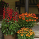 Эхинацея Artisan Soft Orange pro-ekhartsofora-100 фото 5