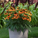 Эхинацея Artisan Soft Orange pro-ekhartsofora-100 фото 1