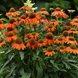 Эхинацея Artisan Soft Orange pro-ekhartsofora-100 фото 3