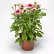 Эхинацея Prairie Splendor Compact Rose PrairieSplendorCompactRose фото 1