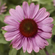 Эхинацея Prairie Splendor Compact Rose PrairieSplendorCompactRose фото 2