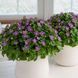 Фиалка персидская Royal Dane Deep Blue RoyalDaneDeepBlue-5 фото 2