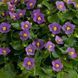 Фиалка персидская Royal Dane Deep Blue RoyalDaneDeepBlue-5 фото 1