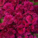 Гвоздика Dynasty Purple pro-gvodynpurnew202-500 фото 1