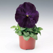 Вiола Colossus F1 Purple with Blotch pro-ColossusPurpleBl-1000 фото 3
