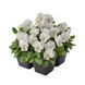 Віола рогата Admire F1 White pro-AdmireWhite-1000 фото 4