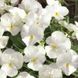 Віола рогата Admire F1 White pro-AdmireWhite-1000 фото 3