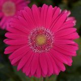 Гербера Mega Revolution Deep Rose with Light Eye pro-germegrevdeeroswitligeye-100 фото