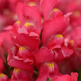 Львиный зев Snapshot F1 Rose SnapshotRose фото