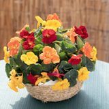 Настурція Baby Summer Fruitbowl New2027 pro-BabySummerFruitbowl-1000 фото