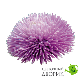 Астра Gala Lavender GalaLavender фото