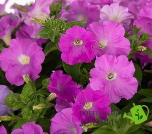 Петунія BOOM!TR F1 Lavender New2027 pro-BOOM!TRLavender-1000 фото