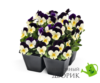 Віола рогата Admire F1 White Purple Wing pro-AdmireWhitePurpleW-1000 фото
