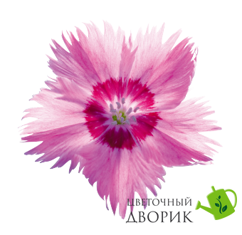 Гвоздика RoseQuartz RoseQuartz фото