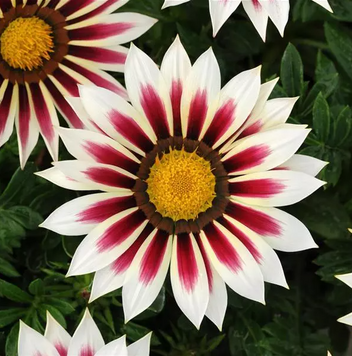 Газания New Day F1 Rose Stripe NewDayRoseStripe фото