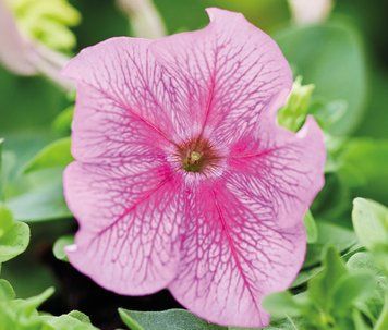 Петунiя Limbo F1 Rose Veined pro-LimboRoseVe-1000s фото