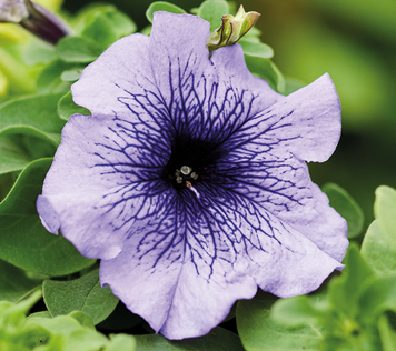 Петунія Limbo F1 Blue Veined LimboBlueVeined фото