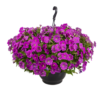 Петунія BOOM!TR F1 Lavender New2027 pro-BOOM!TRLavender-1000 фото