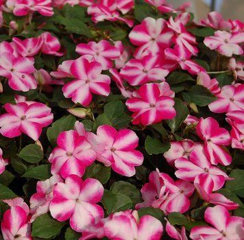 Бальзамiн Balance Rose Star pro-balbalrossta-1000 фото