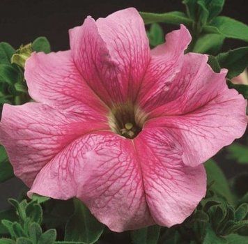 Петунiя Tritunia F1 Pink Veined pro-TrituniaPinkVe-1000s фото